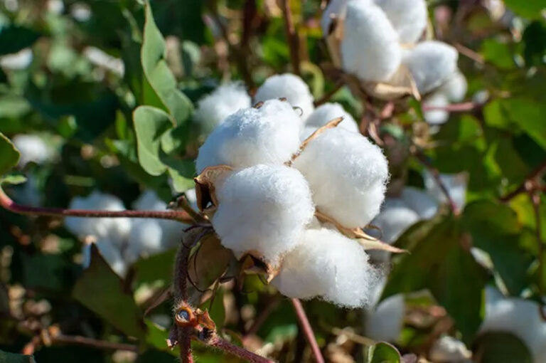 USDA projects 7% rise in Senegal’s cotton production in MY 2022-23