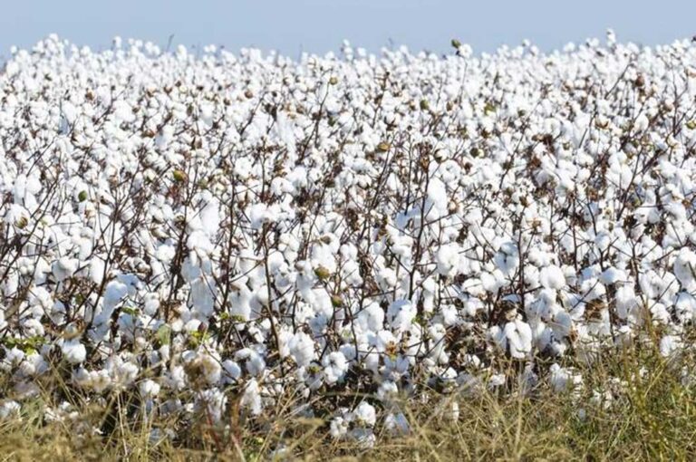 MoU signed to use Sudanese cotton in Egyptian manufacturing