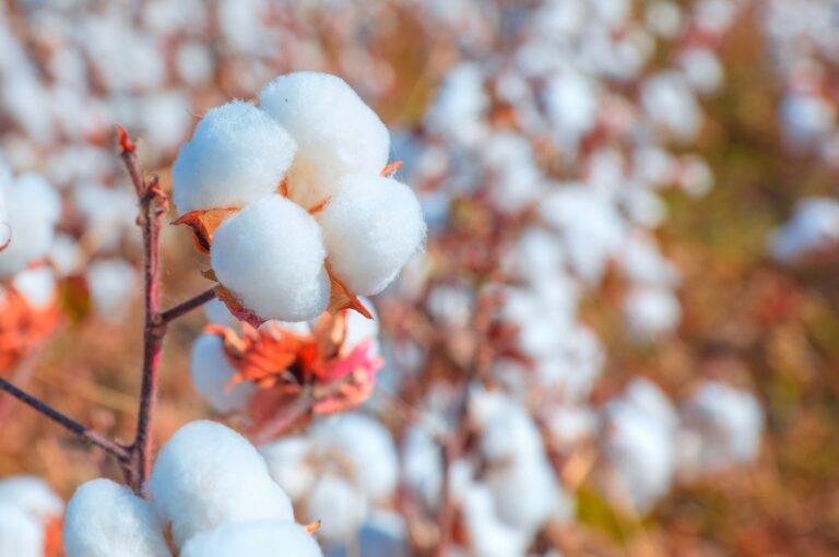 UK’s CottonConnect & US’ ICAC sign MoU to collaborate in 4 key areas