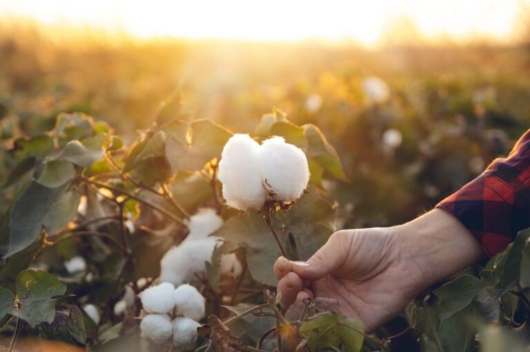 Europe’s Better Cotton announces involvement with CGI