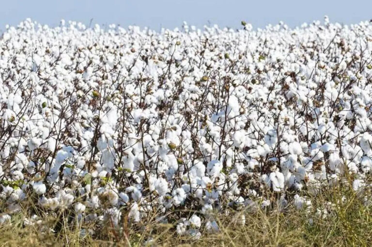 Egyptian Cotton Hub joins ITMF as corporate member