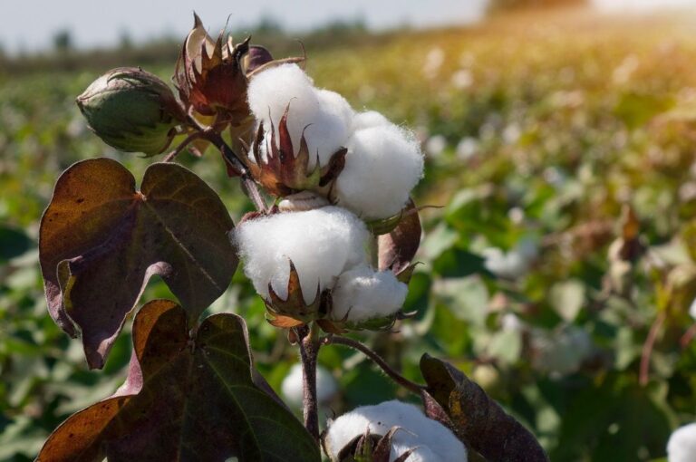 Farmers in Nigeria urged to adopt Bt cotton to boost textile industry