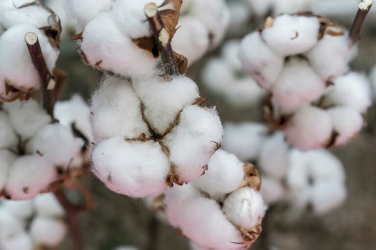 Europe’s Better Cotton’s public consultation on CoC Standard now live