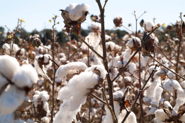 Report shows improved profitability for Better Cotton farmers in India