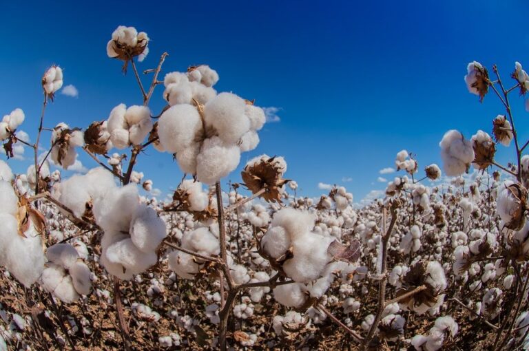 India’s cotton output reaffirmed at 344 lakh bales in MY 2022-23