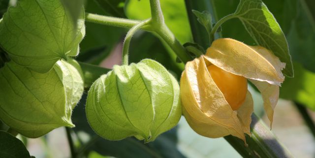 Find out how cashews can benefit your health