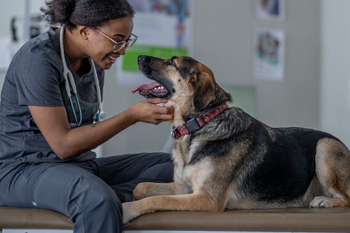 5 Benefits Of Taking Your Dog To The Vet Regularly