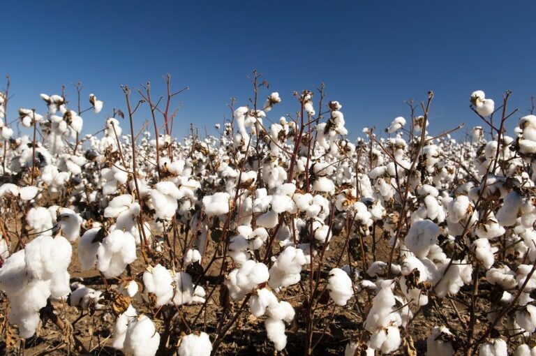 Australian industry projects cotton production over 5 mn bales in 2023