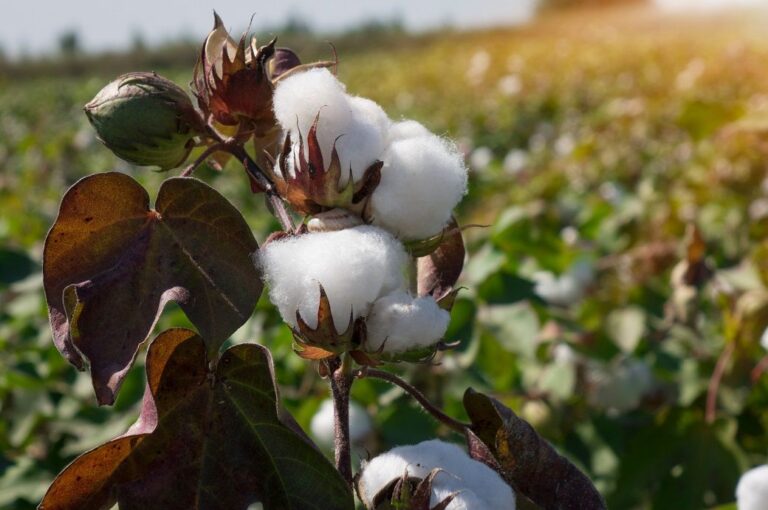 Disparity in cotton prices impacting Indian textile industry