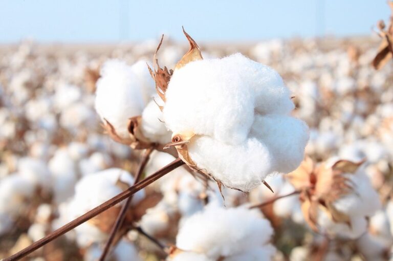 US Cotton industry welcomes House’s approval of railroad bill