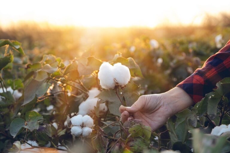 2023 Better Cotton Conference in Amsterdam to explore sustainability