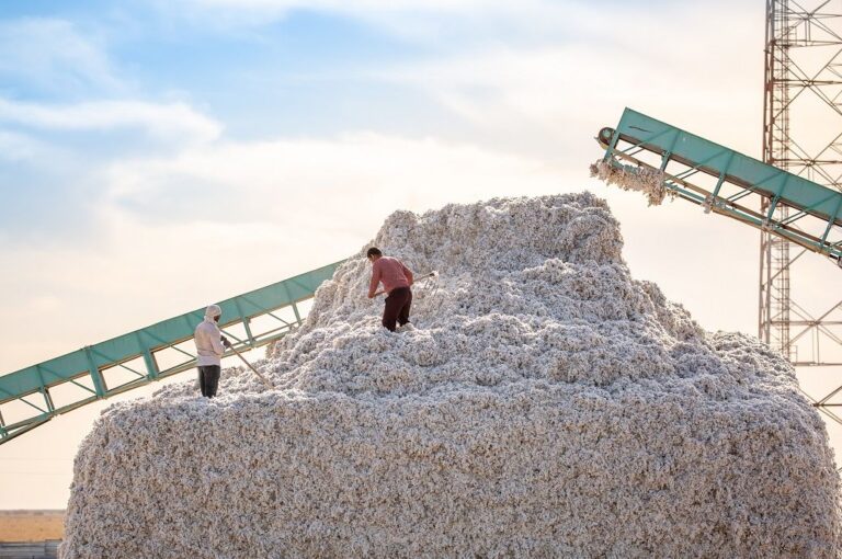 India expects cotton exports of 40 L bales in 22-23; disparity hovers