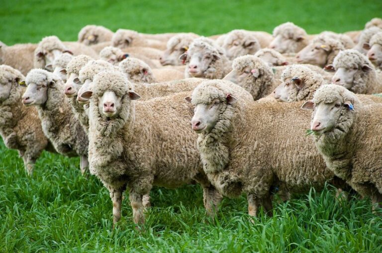 Australian wool prices strongly rebound this week