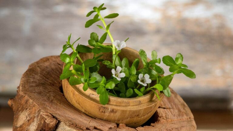 Know the benefits of Brahmi to improve mental health