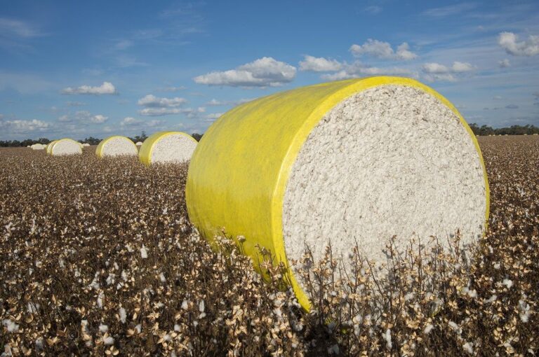 Global cotton production forecast down to 115.4 mn in 2022-23: USDA