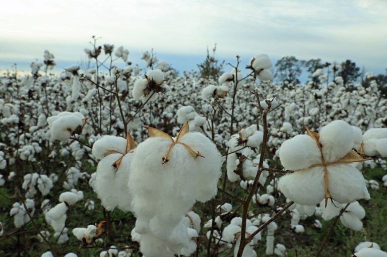 Global sustainable cotton grew 39-40% CAGR between 2008 & 2019: IISD