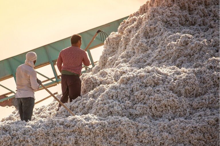 Pakistan’s cotton arrival down 37% in Aug-Dec 22, but up in December