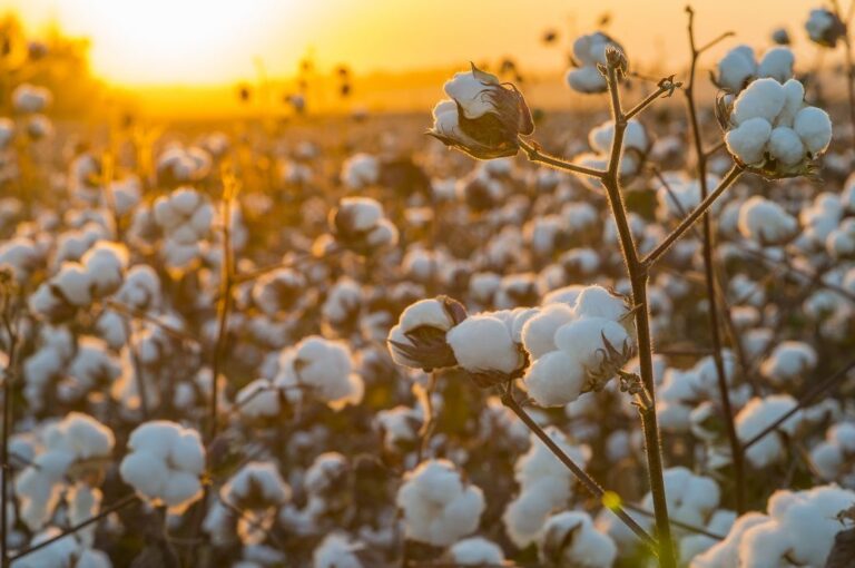 CAI lowers India’s cotton output to 330 lakh bales; may fall further