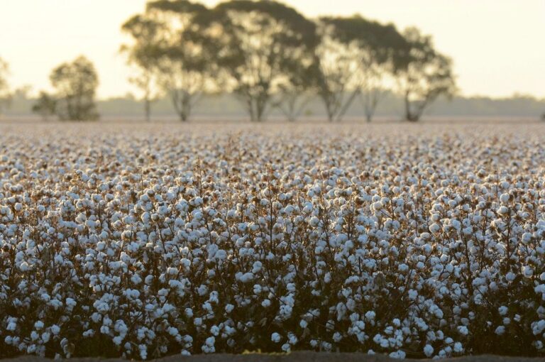 Australian cotton supplies over 10% of gross crop value in 24 LGAs