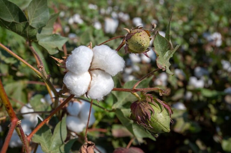 Cotton Australia calls for nominations for 2023 industry awards