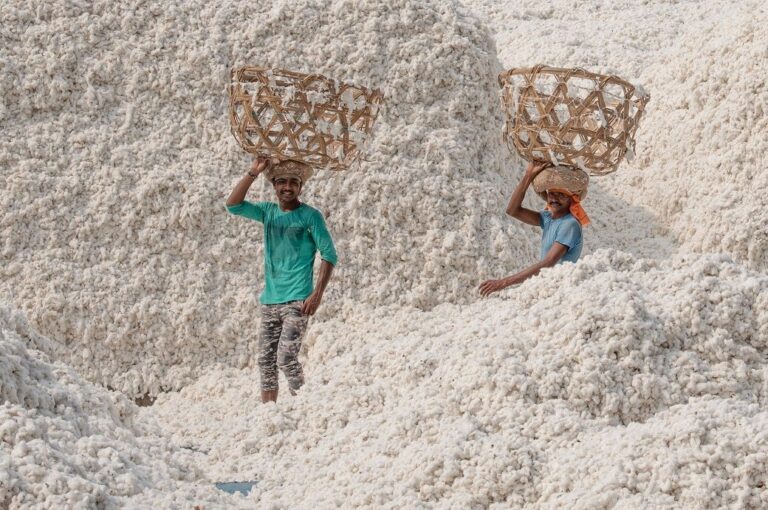 Indian cotton to have mandatory certification; minister okays QCO