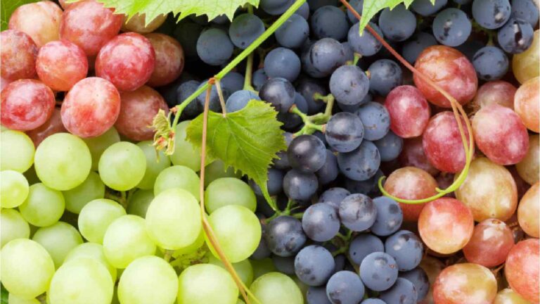 Green, black or red grapes: Know which is the healthiest of them all