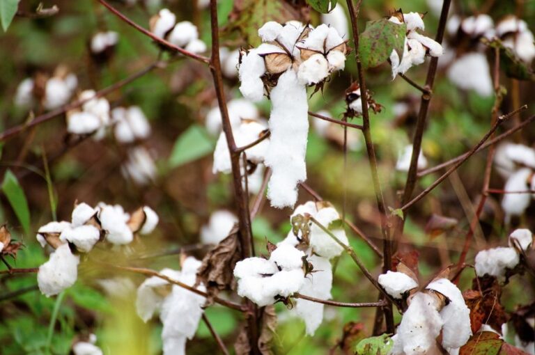 Better Cotton strengthens ties with Tajikistan