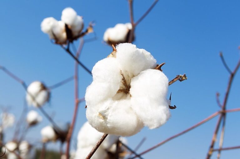 Global cotton benchmarks slightly down over last month: Cotton Inc