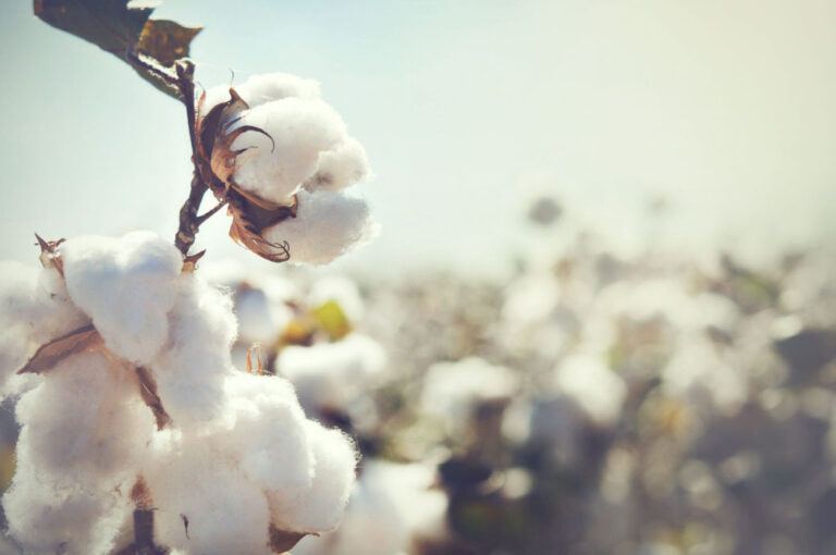 Australian cotton industry to divert textile waste from landfill