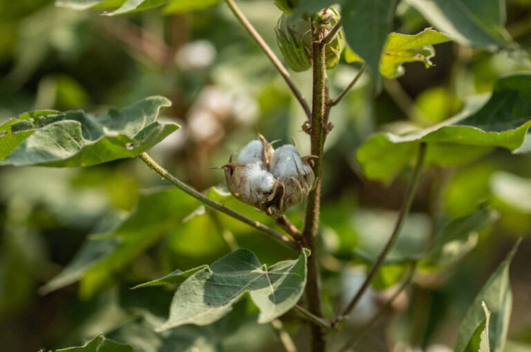 Europe’s Better Cotton launches 2030 Impact Targets