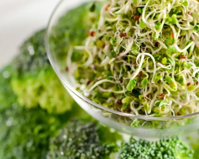 Sprouting Delights: Explore the Freshness of Sprouts